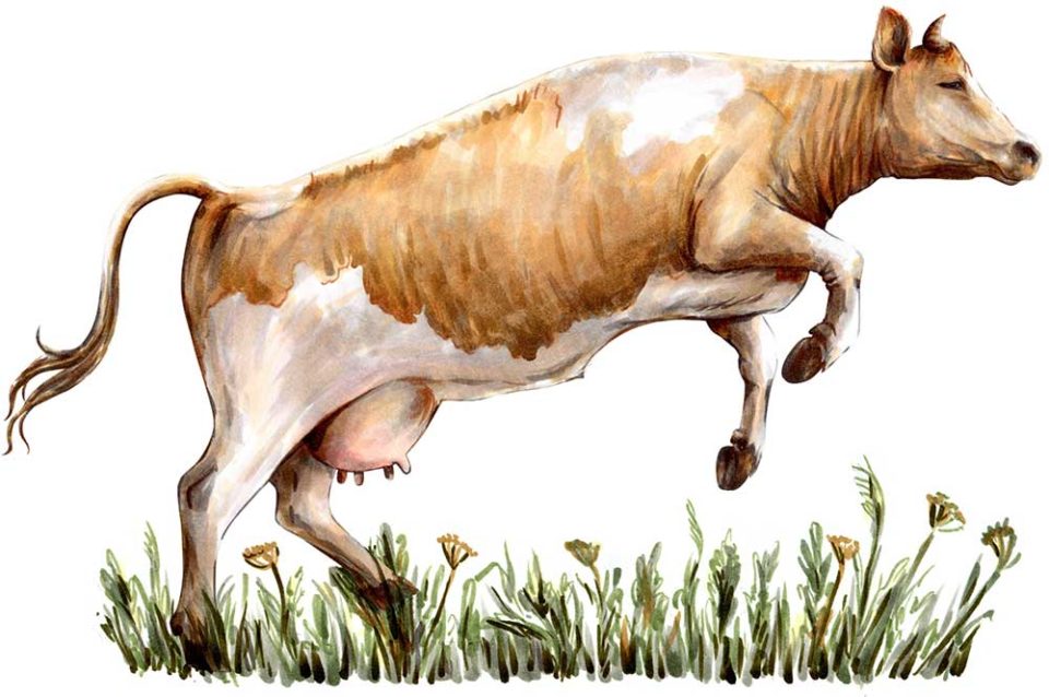 painted cow playing in a field of grass and flowers