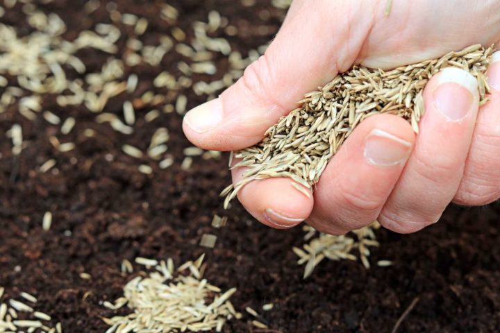 Hand holding grass seed over fertile soil