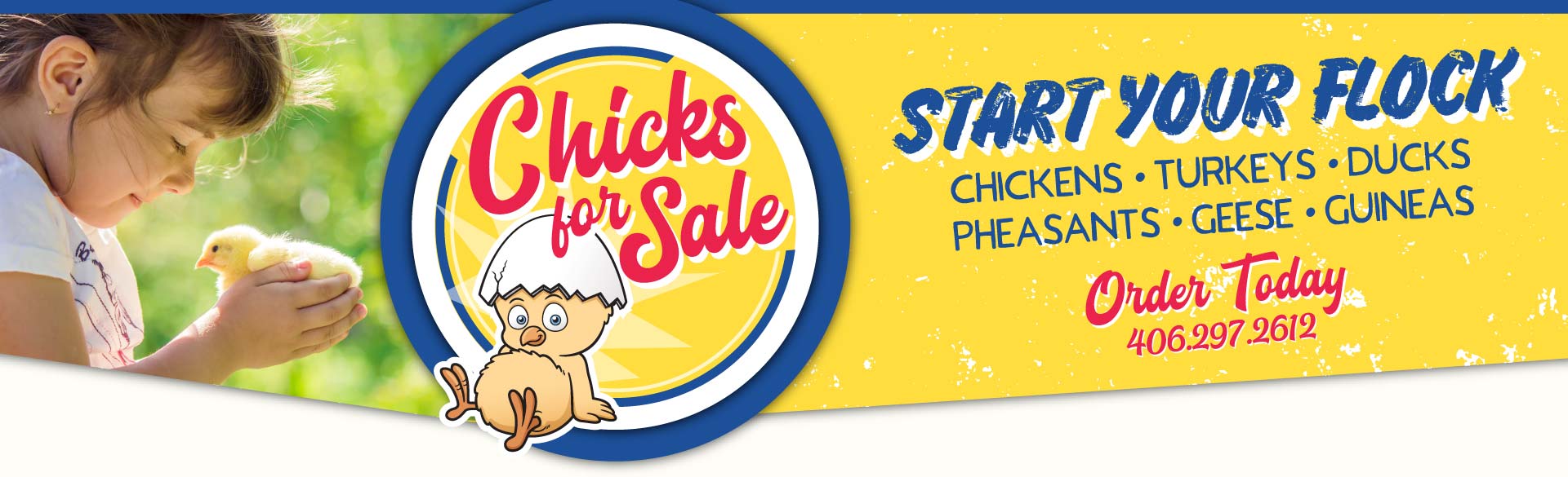 chicks for sale banner with picture of cartoon chicken