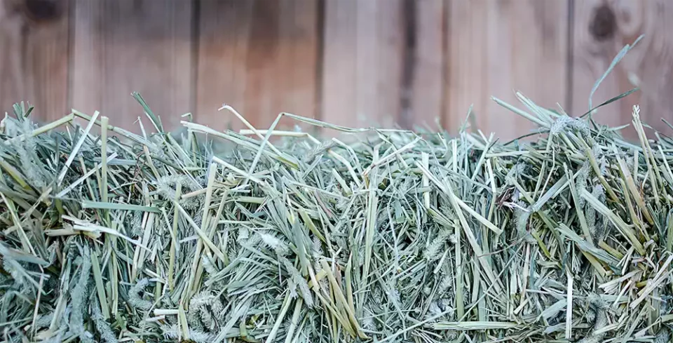 A green bale of hay in front of a wood fence.